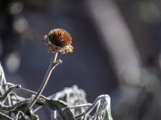 Chihuahuan Desert Botanical Gardens