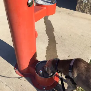 Water fountains for dogs too.