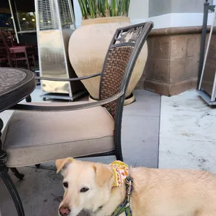 Dog friendly patio