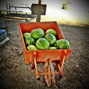 a wagon full of watermelons