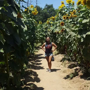 It's more of a Sunflower Path than a Sunflower Maze.