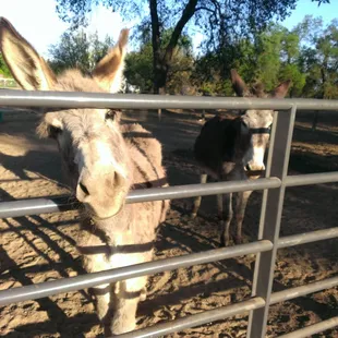 Friendly donkeys
