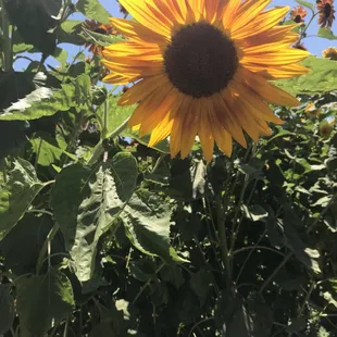 Sunflower maze