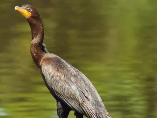 Constant's Wharf and Marina