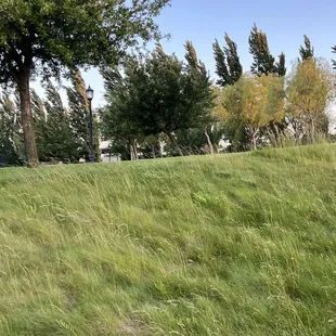 Central Park, Mountain House, CA https://www.amway.com/myshop/sureonlinestore