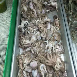 pulpito/ baby octupus