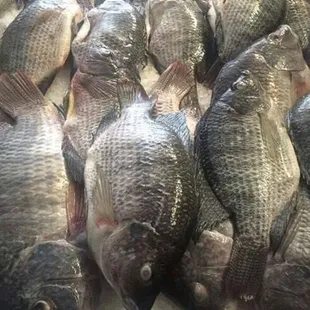 mojarra/ tilapia