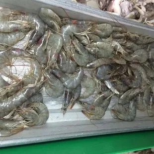 camaron grande con cabeza/ jumbo shrimp with head