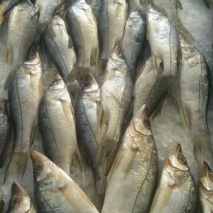 Constantino/Baby perch