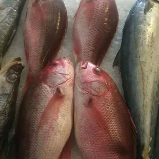 guachinango/ red snapper