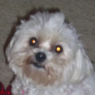 Rockie C.