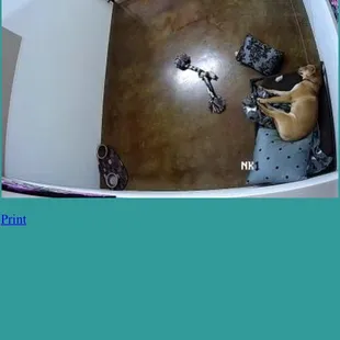 Deluxe room is so worth it with the web cam access to see your furbaby while away.