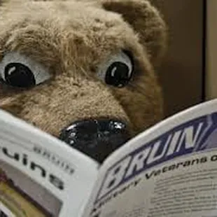 the bear is very interested in reading the news!