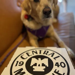 a dog sitting on a couch