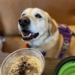 a dog looking up at the camera