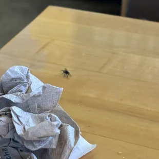 Flies everywhere. Gross.