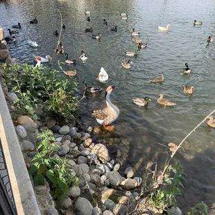 So many ducks and geese today