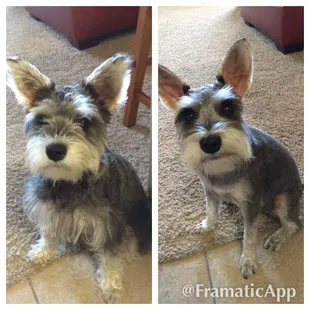 Handsome Schnauz thanks to Holly!