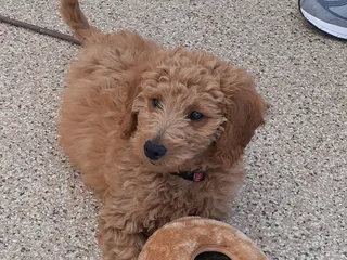 Rockin' Z Doggie Ranch