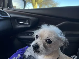 Aunt Cheryl's Grooming