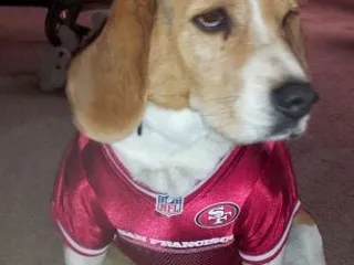 Scissorworks Pet Styling