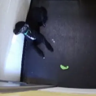 Dog is howling in run.