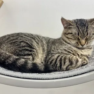 Rodger bringing the sleepy kitty cuteness.