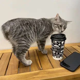 a cup of coffee and a cell phone