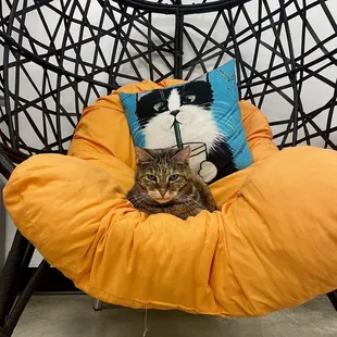 All hail Queen Cricket.