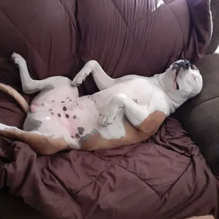 The look on my dogs face after a successful stress free refinance.