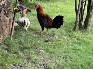 Windward Branch YMCA