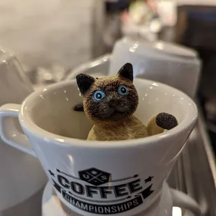 a siamese cat in a coffee cup