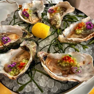 Oysters