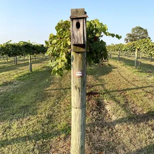 a birdhouse in a vineyard