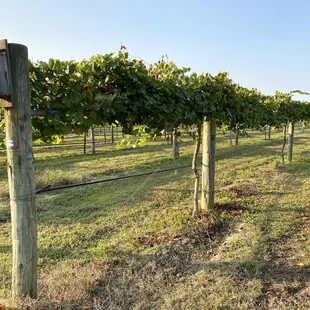 a row of grape vines