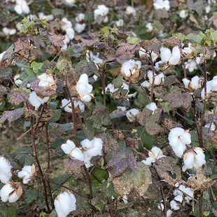 Cotton field next door.