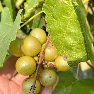 Traminette grapes!