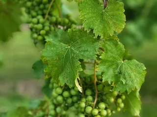 de terra Vineyard and Wines of Somerville