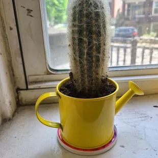 Cute cactus