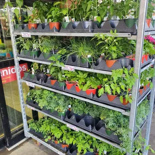 Herbs and Peppers fresh shipment