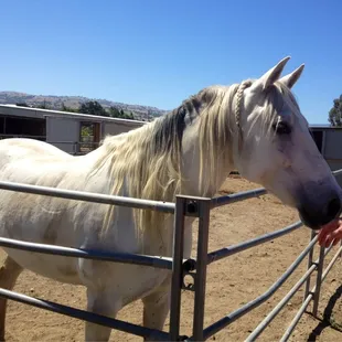 Beautiful horse and beautiful view at Cerro Vista