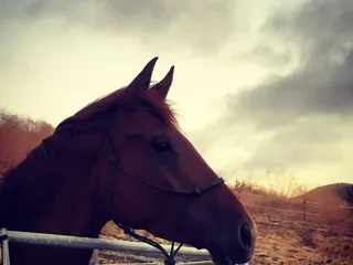 Creek Hill Farms