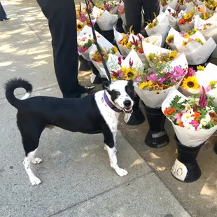 a black and white dog standing in front of a bunch of flowers