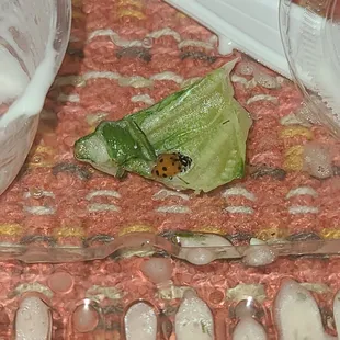 Sadly found a lady bug in my salad...I hope they wash their lettuce. I didn't see it till towards the end of me finishing up.
