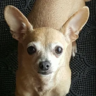 Yo quiero taco bell.