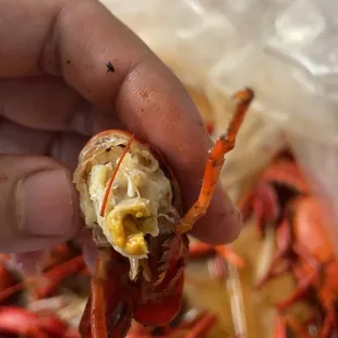 a hand holding a crab