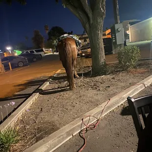 Horse that we got sat next to outside