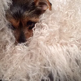 Bo C.