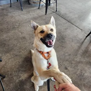 My Rocket  gives a high 5 paw!