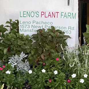 Just a small corner of the flower beds outside Cha Cha's. Took the photo more for the plant farm info.